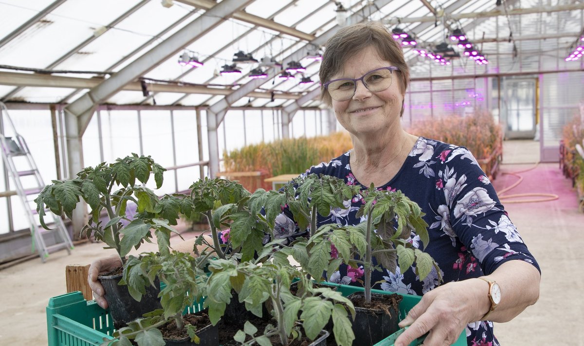 Ingrid Benderi lemmiktomatid on ikka Jõgeval aretatud sordid, nii kasvatab ta igal aastal oma koduaias sorte ’Malle’, ’Vilja’, ’Evelle’ ja välisssortidest viinamarjatomateid.