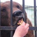 Правда ли, что поговорка „первый блин комом“ связана с медведями?