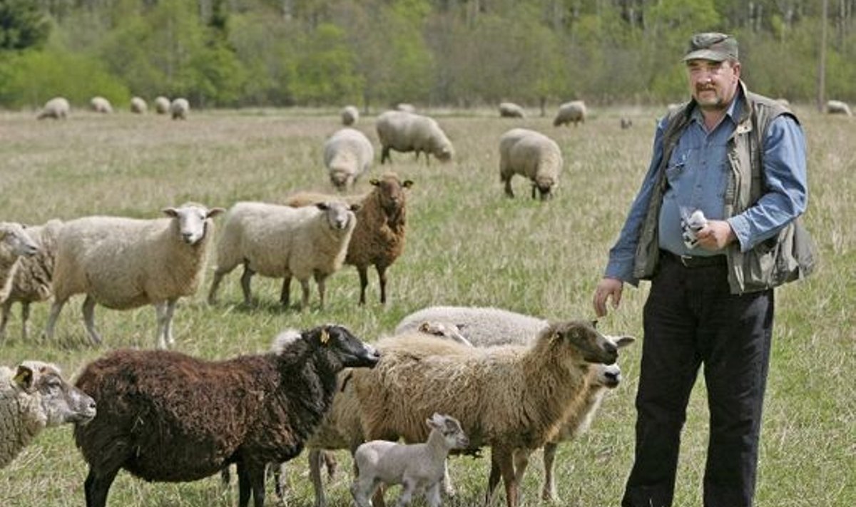 Kopra karjamõisa juhataja Jüri Koppel kinnitab, et neil on nüüd Rein Kilgi omast suurem lambakari. Kui augustikuine poegimine läbi saab, peaks         lambaid karjas olema üle 5000.