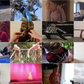 HÄÄLETUS: Vaata "Jõulutäht 2016" videokonkursi paremaid klippe ja vali oma lemmik!