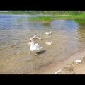 ВИДЕО читателя Delfi: Многодетная лебединая семья плещется на озере Клоога