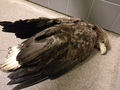 Maaülikooli loomakliinikus terveks ravitud merikotkas.