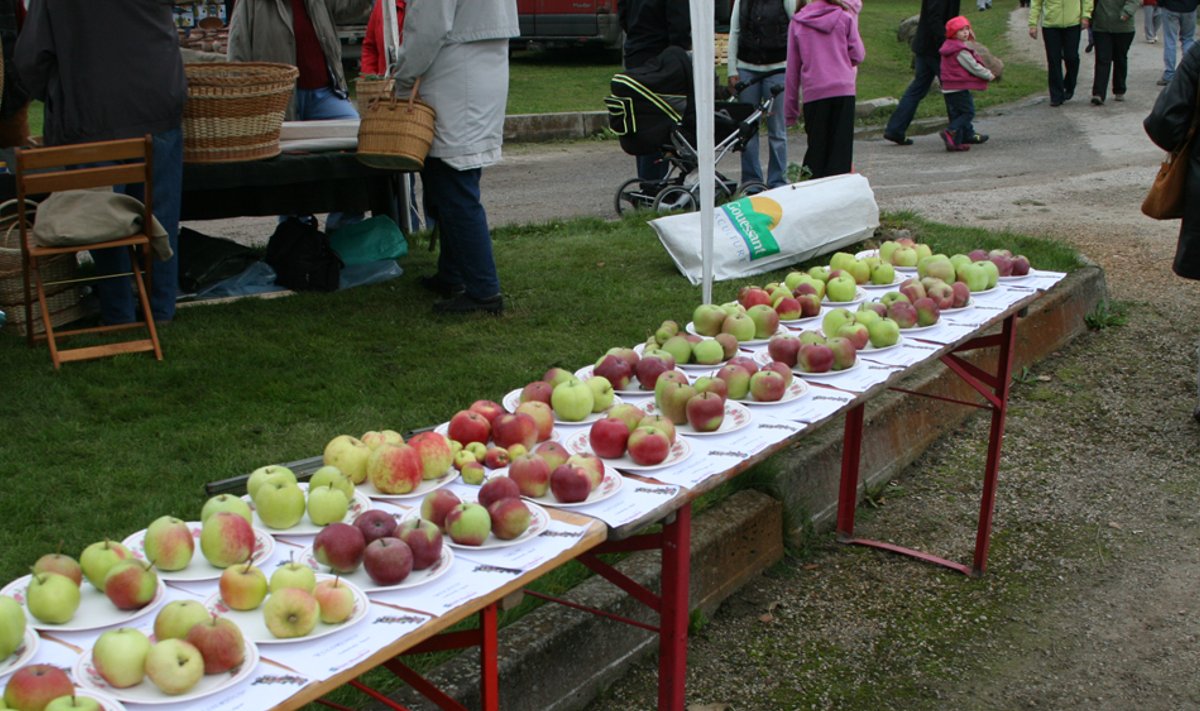 türi I õunafestival