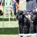 Tuhanded koerad kogunevad nädalavahetusel Tallinna näitusele parimaid selgitama