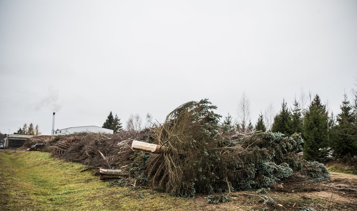 Räpina skandaalne jõulukuusk lõpetas katlamaja kõrval, kus öösel puult osa ilusamaid oksi maha lõigati.