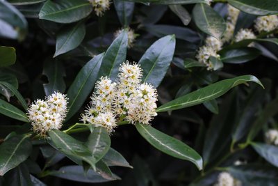 Harilik loorberkirsipuu (Prunus laurocerasus)