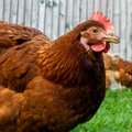 Рынок птицы в Эстонии: чем на самом деле кормят эстонских бройлеров?