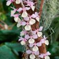 Dendroobium – kaunis ja kasulik orhidee
