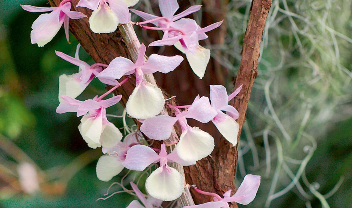 Dendrobium aphyllum on õitseajal täiesti lehitu. 