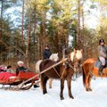 Tihuse turismitalu – eesti hobuse kaitsevaim