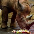 Завершено расследование причин смерти носорога в Таллиннском зоопарке