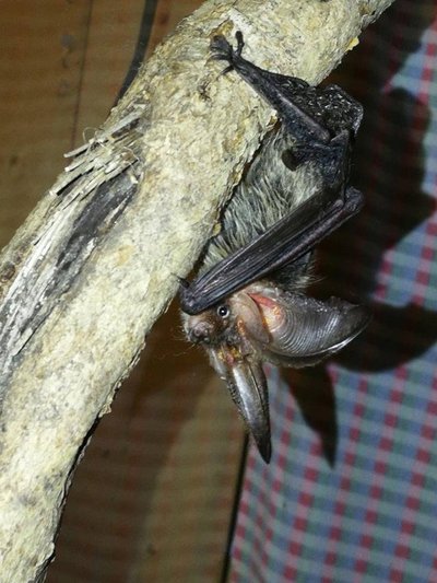 Kärbseliimile takerdunud nahkhiir