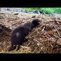 Häiriv VIDEO | Värskelt avaldatud kaadrid Leedu karusloomafarmidest paljastavad loomade kohutava igapäevaelu