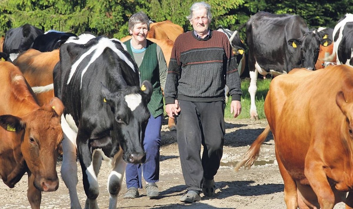 Jüri ja Maarja Simovart on ohustatud maatõugu lehmi pidanud hoole ja armastusega juba paarkümmend aastat koos mustakirju karjaga.