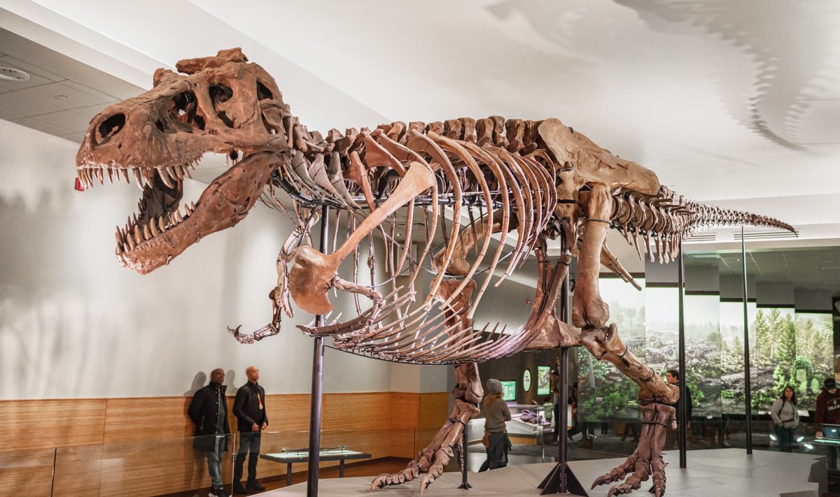 Sue' kontide põhjal taastatud skelett on vaatamiseks väljas USAs Chicagos asuvas Loodusloo välimuuseumis (foto: JJxFile / CC BY-SA 4.0 / Wikimedia Commons)