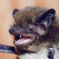 Viru Folgi Keskkonnaprogramm pakub nahkhiiri ja vana head Rootsi aega