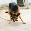 Zoofiilia keelu alla, kassid steriliseerimisele ja koerad ketist vabaks: ministeerium kavandab loomade kaitsmiseks jõuliseid samme