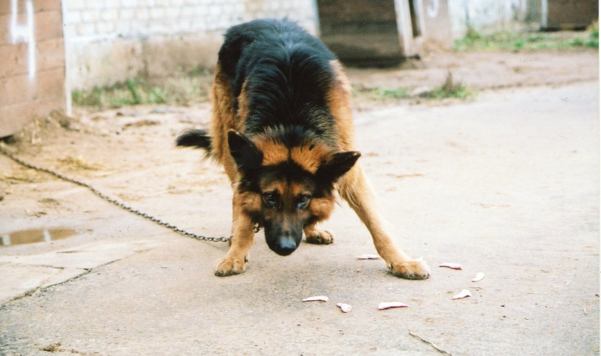 Saksa lambakoer (foto on illustreeriv)