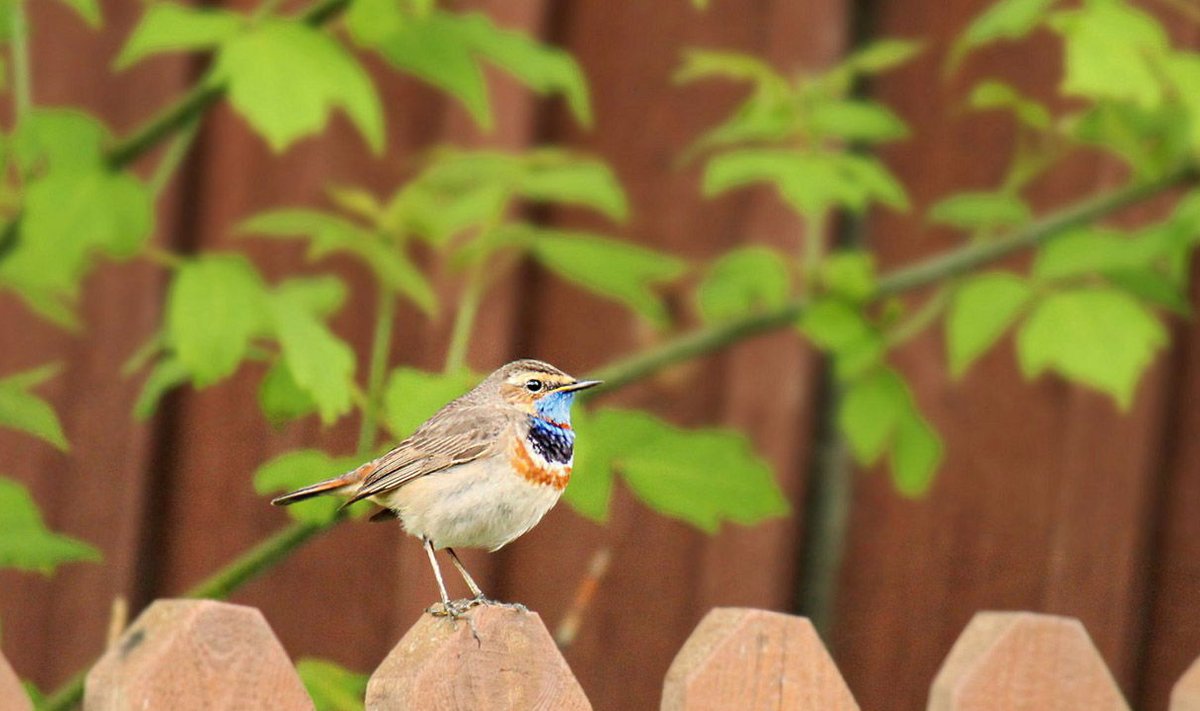 Osalesin suvisel aialinnuvaatlusel ja seepärast tahtsin määrata igat lindu, kes meie aeda lendas. Nägin algul teda selja tagant kirsiheki alt toitu otsimas. Arvasin, et on lepalind. Kui ta aia otsa lendas ja ma sinist rinda nägin, jooksin fotoaparaati tooma.