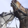 В Пельгуранна беспечный хозяин выпустил побегать лошадей: травму получил 9-летний мальчик