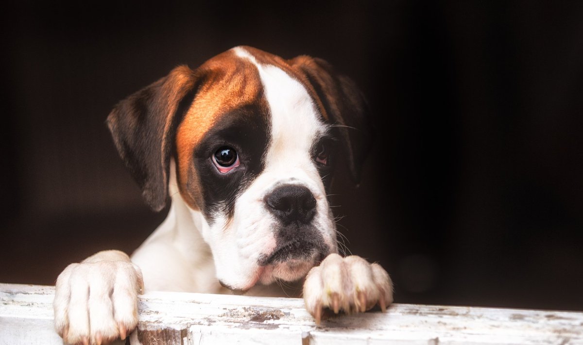 Ilutulestikust tulenev mürareostus on nõnda suur, et võib koerte kõrvades füüsilist valu tekitada.