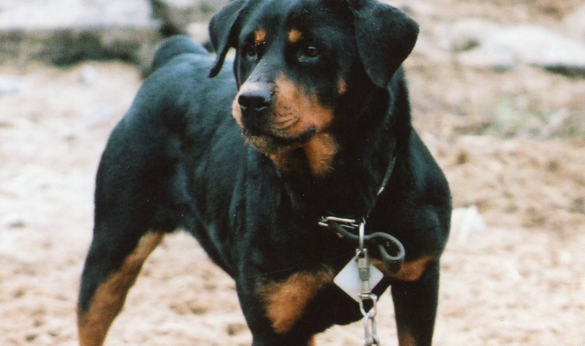 Ketikoer