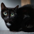 Head musta kassi päeva! Miks levivad salapärase kiisu ümber legendid ja eelarvamused?