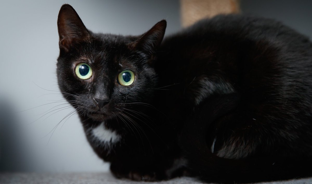 Mustad kassid jäävad varjupaika kõige kauemaks, kuid aitavad jaapanlannadel kosilasi leida