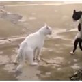 VIDEO | Pisarad silmil! Need on vaieldamatult parimad klipid kassidest, kes igal sammul oma reaktsioonidega meid üllatamast ei väsi!