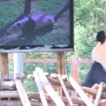 Üksik panda sai endale televiisori