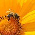 Tallinna Botaanikaaias alustasid tööd ka mesilased