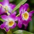 Dendroobium on kaunis ja kasulik orhidee, mida saab meil aknalaual kasvatada