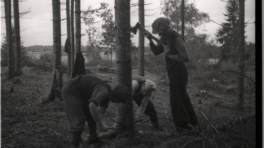 Vabadussõja kangelane Otto Tief sai valusalt pihta metsasõjas. See maksab nüüd kätte tänapäeva metsameestele