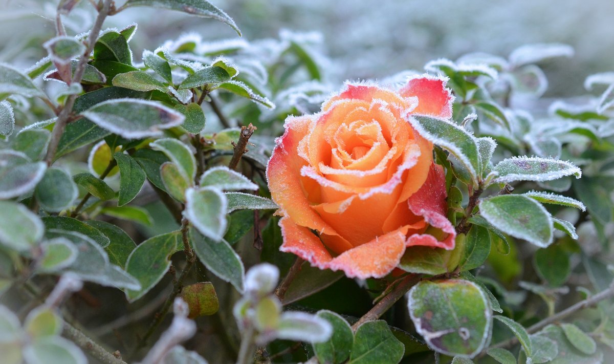Lumeta talvel on roosid meil enamasti ohus.