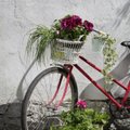 JUHEND | Tee suvelilledest järgmise hooaja tarbeks pistikuid ja säästa uute taimede ostmiselt raha!