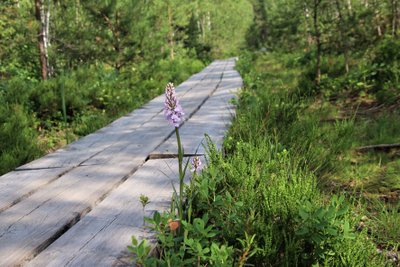 Pääsküla raba | On oluline, et need rohealad, mis on olemas, säiliksid