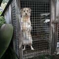 FOTOD | Puurides koerad ja nälginud rebased: Poola karusloomafarmis avanenud vaatepilt šokeeris loomakaitsjaid