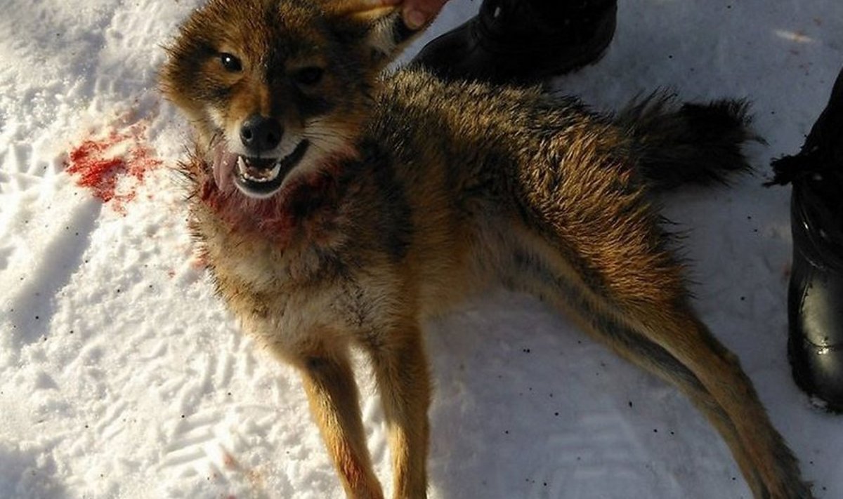 Läänemaal tabatud loom osutus šaakaliks. Foto: Margus Viipsi
