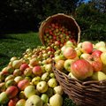 В субботу в Таллинне состоится "Фестиваль яблок"