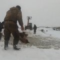 ВИДЕО: В Башкирии табун лошадей провалился под лед. Жители спасли их с помощью трактора