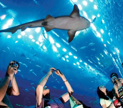 The Dubai Mall mahutab maailma suurima akvaariumi.