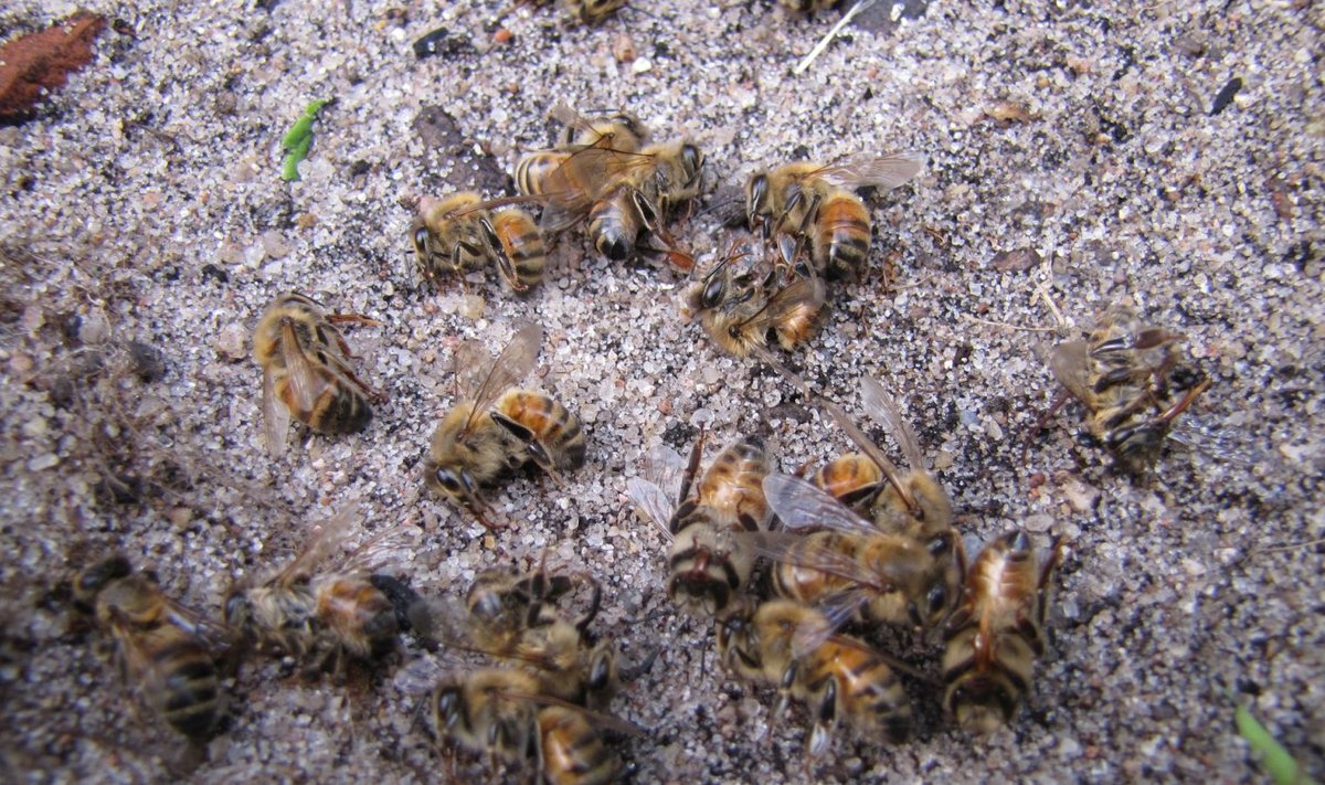 Mesilaste surma põhjus jäi selgusetuks