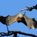 Kuumalaine sundis austraallasi nahkhiirte päästmiseks vett kasutama