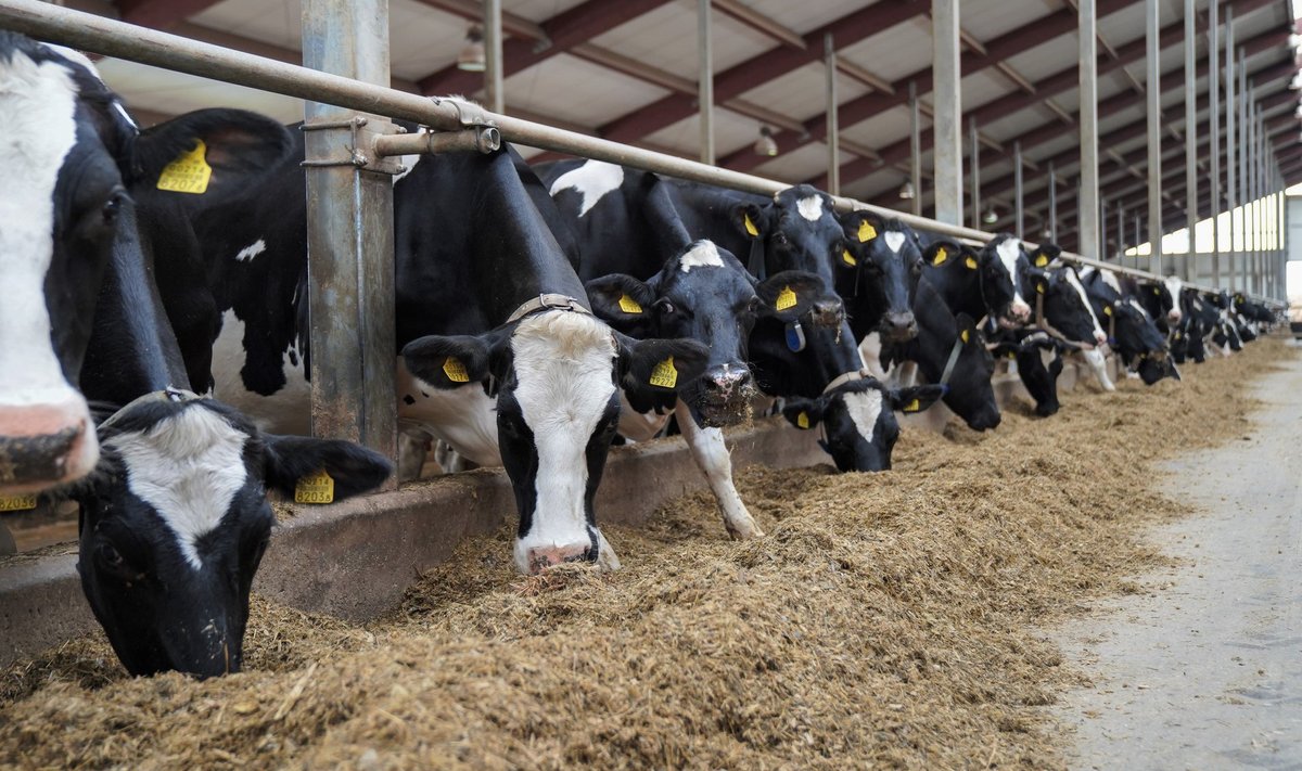 Kuna lehmad söövad umbes 60 kilo silo päevas, oleneb selle kvaliteedist nii nende tervis kui ka piimakus.