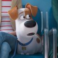 TREILER | "Lemmikloomade salajane elu 2" toob animatsioonifännidele naeru näole