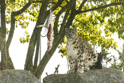Lumeleopardipäev Tallinna loomaaias