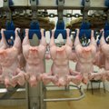 ФОТО: Смотрите, как производят и обрабатывают курятину на заводе Tallegg