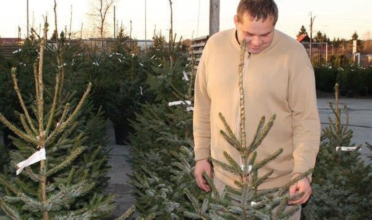 Kristian Kalgan soovitab jõulukuuse ostmisel arvestada seda, et puud ei tohi viia miinukraadidest otse sooja tuppa, sest siis langevad okkad paari pöevaga maha.