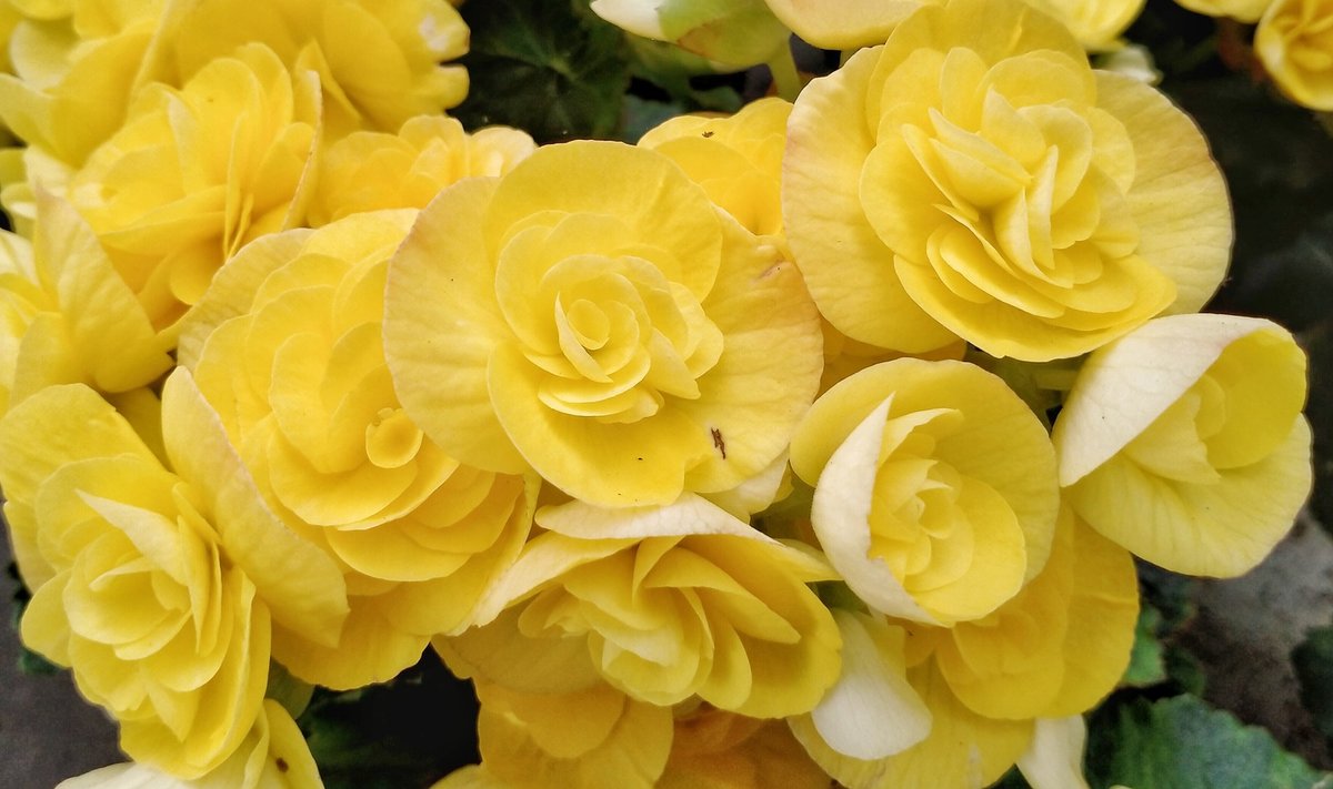Begoonia roosi meenutavad õied on väga kaunid ja neid võiks ka järgmisel aastal nautida.