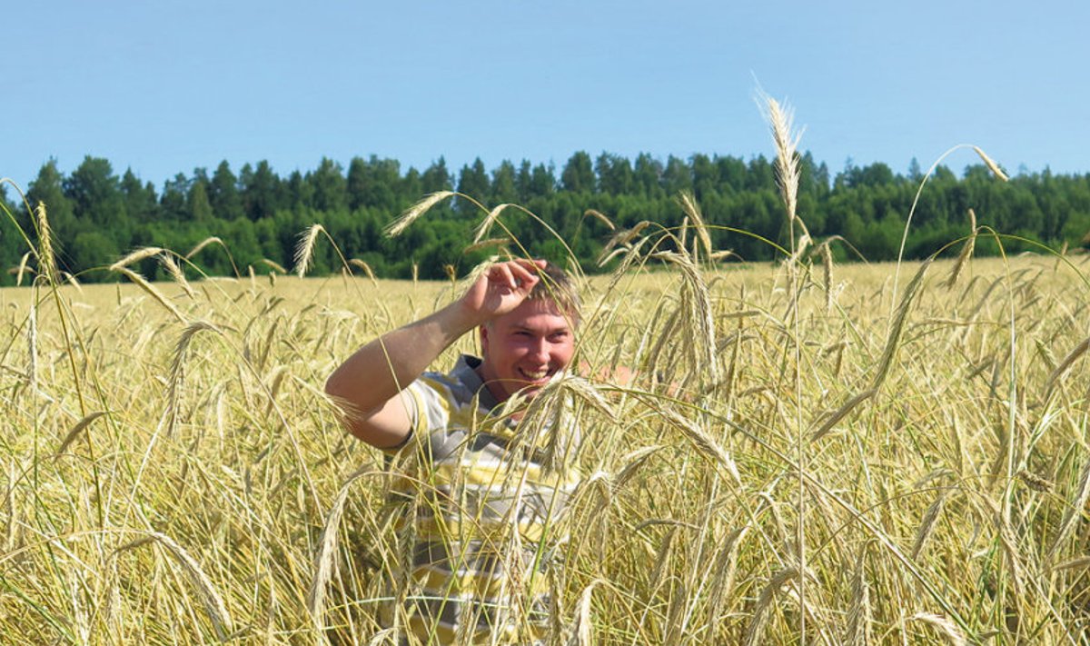 Kaarli TÜ noor agronoom  Tarmo Ivask (pildil) on koos ettevõtte juhi Madis Aviga kasvatanud häid rukkisaake. 